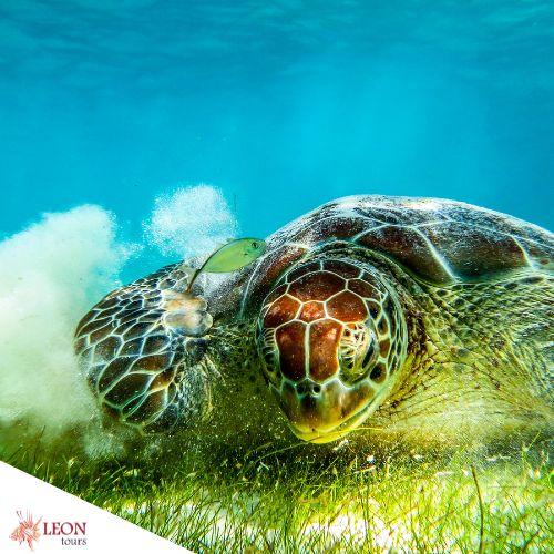 Leon Tours Cozumel Snorkeling