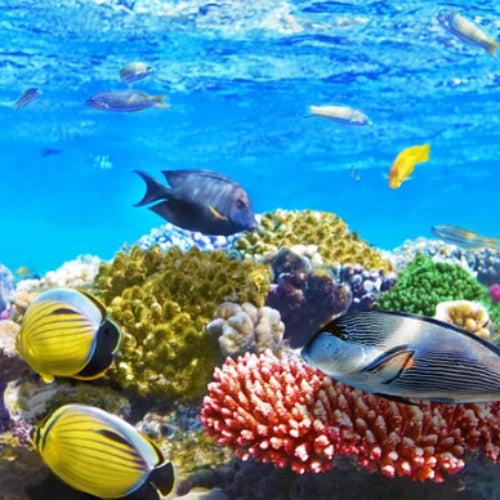 Los Atolones Reef Cozumel Dive Site