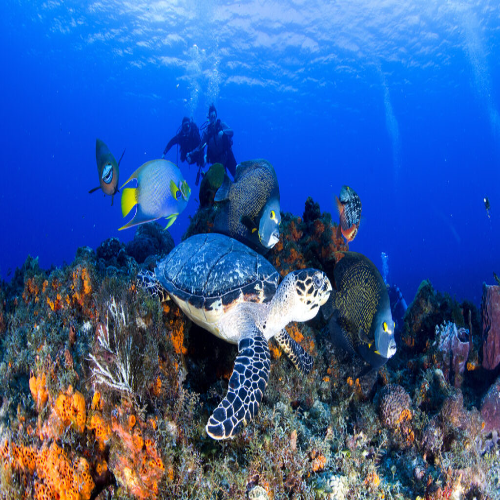 Hawksbill turtle with queen angelfish, Cozumel