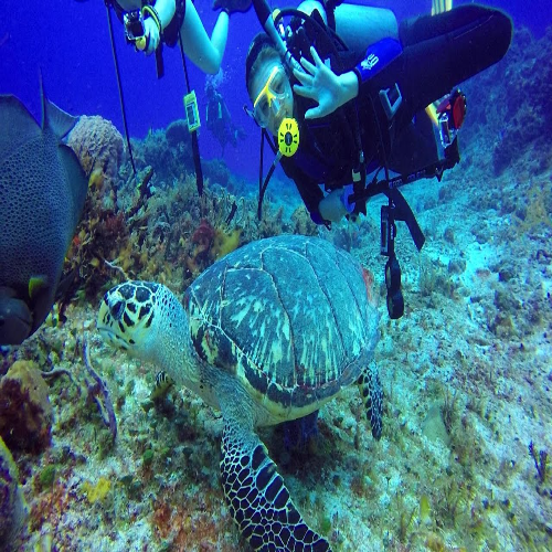 Divers alongside a hawksbill turtle, Cozumel