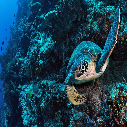 Hawksbill turtle feeding on the reef, Cozumel