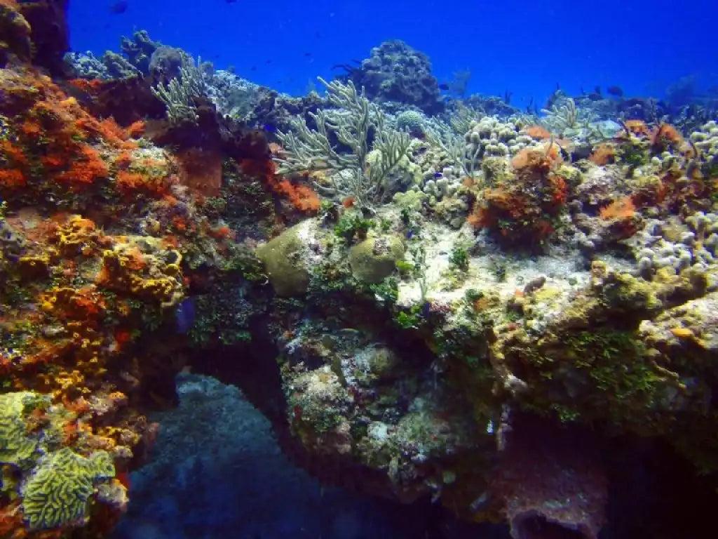 Maracaibo Reef Cozumel Dive Site dive site in Cozumel, Mexico — underwater reef photo