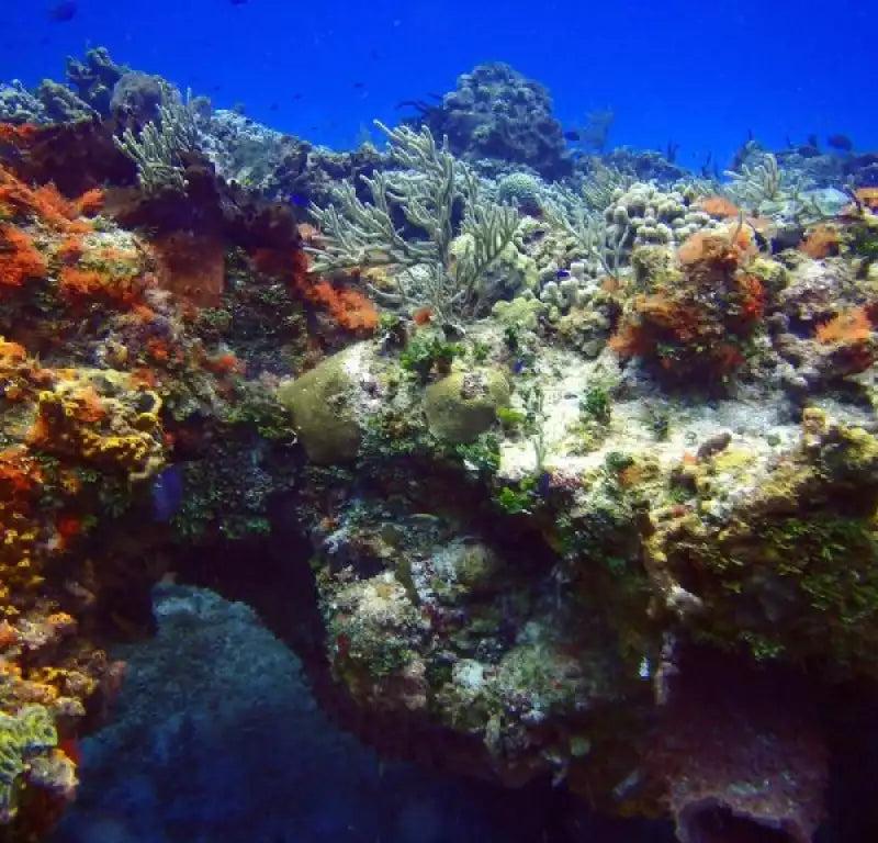 Maracaibo Reef Cozumel Dive Site