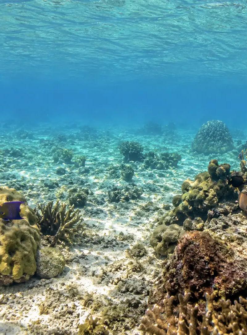 Money Bar Reef Cozumel: Complete Dive Site Guide
