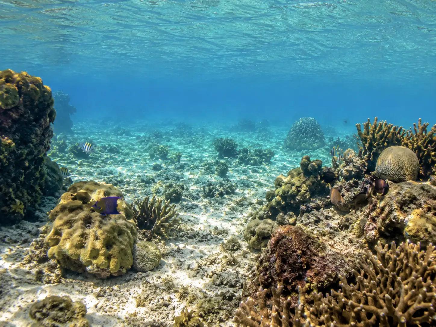 Money Bar Reef Cozumel: Complete Dive Site Guide dive site in Cozumel, Mexico — underwater reef photo