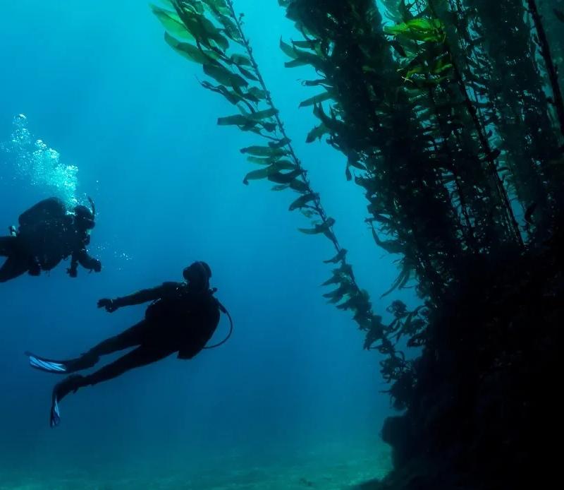 PADI Deep Diver Course in Cozumel