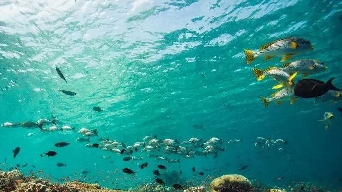 PADI Fish Identification Course in Cozumel — scuba training in Cozumel, Mexico