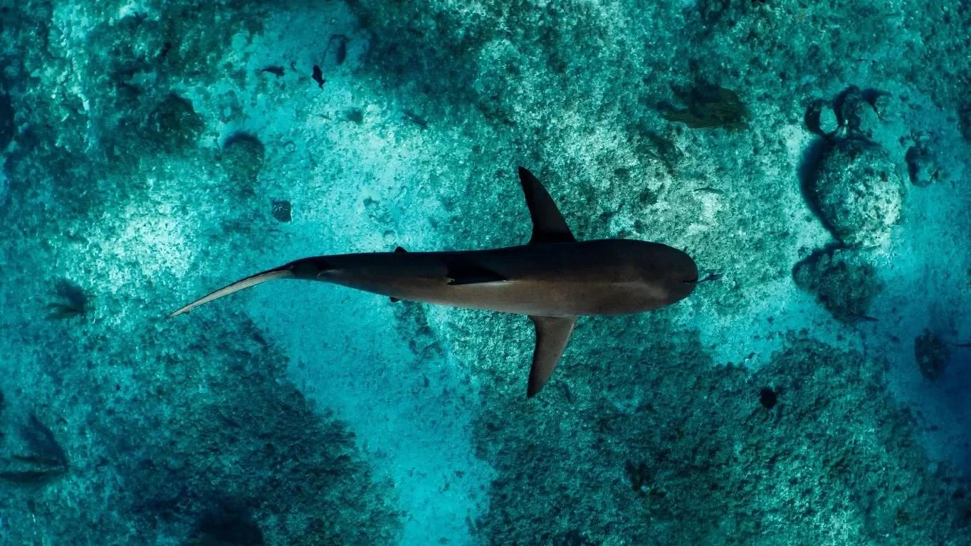 AWARE Shark and Ray Conservation Specialty Course in Cozumel — scuba training in Cozumel, Mexico
