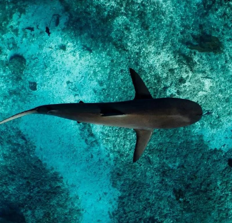 AWARE Shark and Ray Conservation Specialty Course in Cozumel
