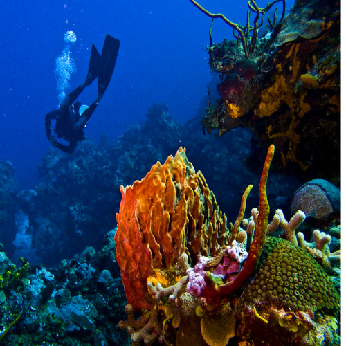 Palancar Bricks Reef Cozumel Dive Site