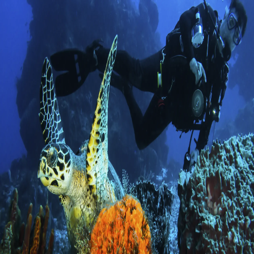 Palancar Caves Reef Cozumel Dive Site