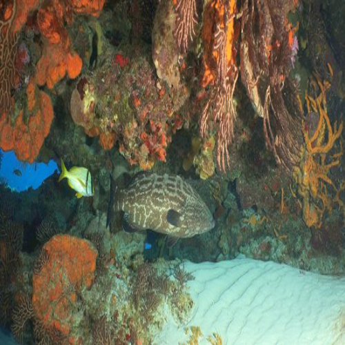Grouper under a sponge-covered ledge, Cozumel