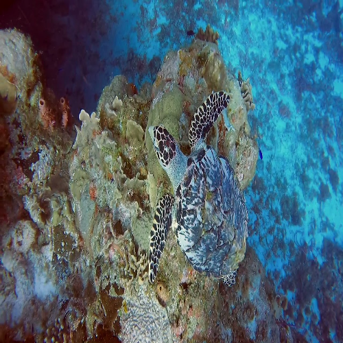 Hawksbill turtle among coral, Cozumel