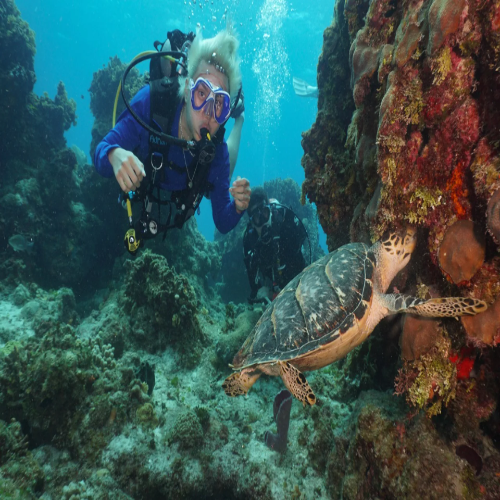 Diver photographing a turtle, Cozumel