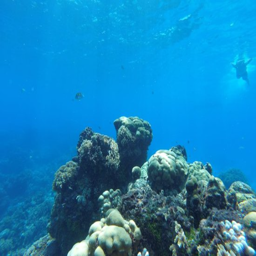 Coral heads over white sand, Cozumel