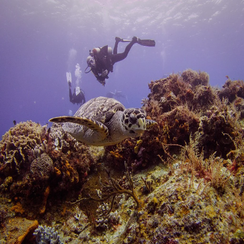 Diver above a hawksbill turtle, Cozumel