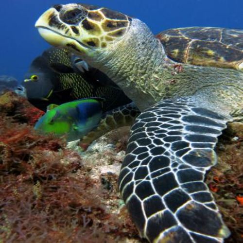 Hawksbill turtle with queen angelfish, Cozumel