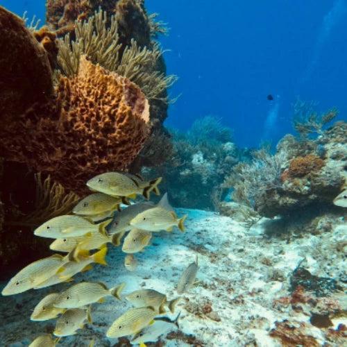 Palancar Gardens Reef Cozumel Dive Site