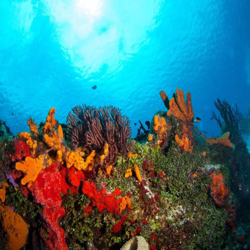 Palancar Horseshoe Reef Cozumel Dive Site dive site in Cozumel, Mexico — underwater reef photo
