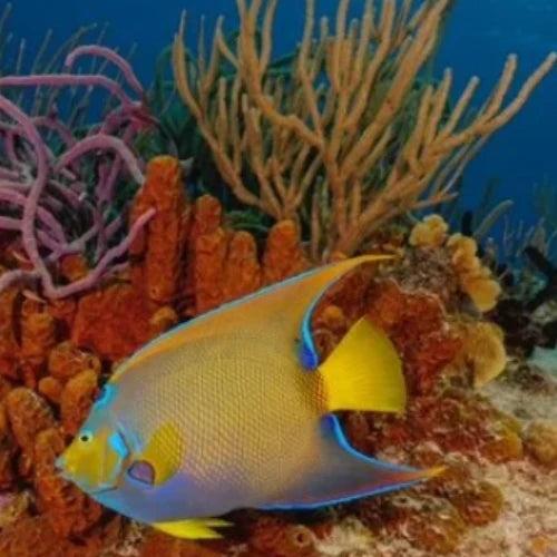 Paradise Reef Dive Site – Cozumel dive site in Cozumel, Mexico — underwater reef photo