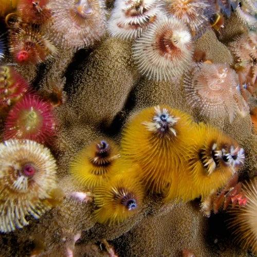 Paradise — underwater reef photo, Cozumel