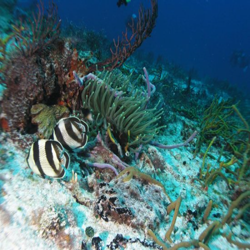 Paso del Cedral Reef Cozumel Dive Site dive site in Cozumel, Mexico — underwater reef photo