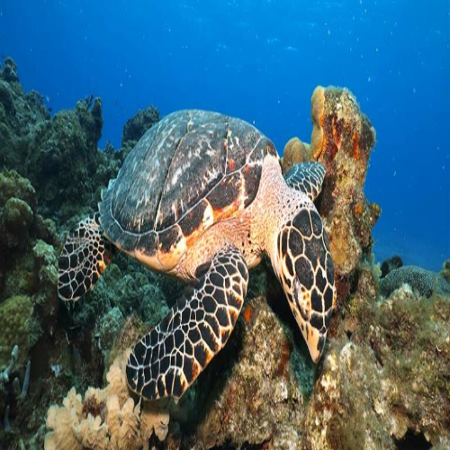 Playa Corona Dive Site