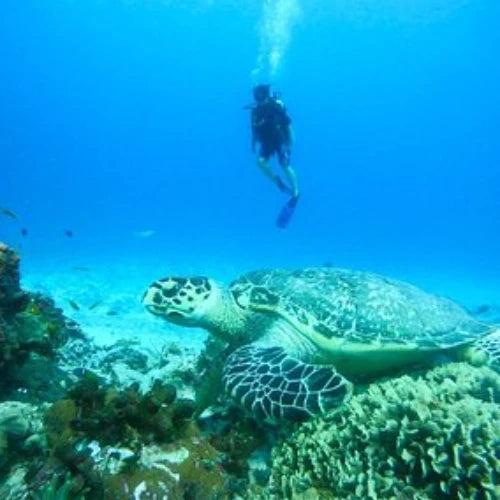 Punta Morena Reef Cozumel Dive Site
