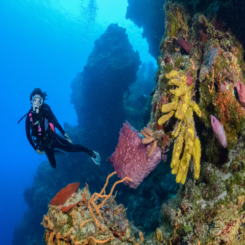 Punta Tunich Reef – Cozumel Dive Site Guide dive site in Cozumel, Mexico — underwater reef photo