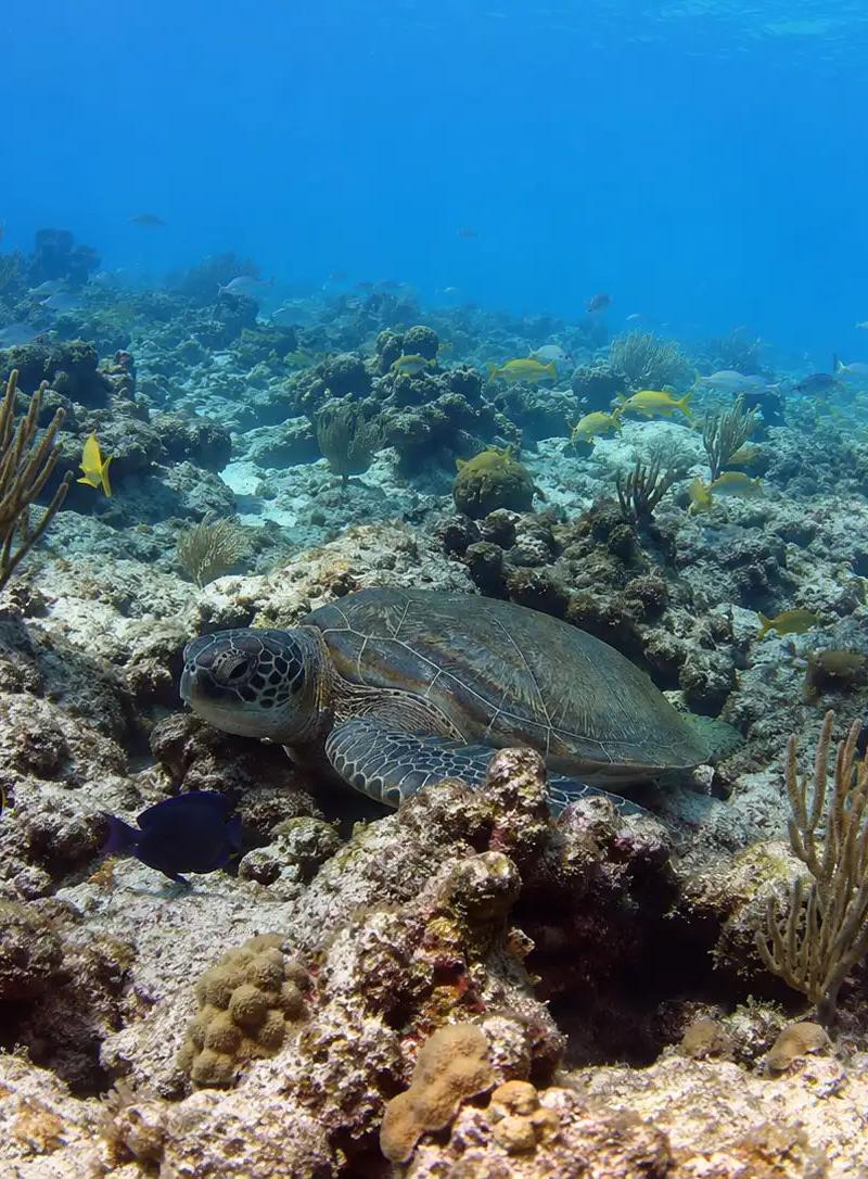 San Clemente Cozumel: Complete Dive Site Guide