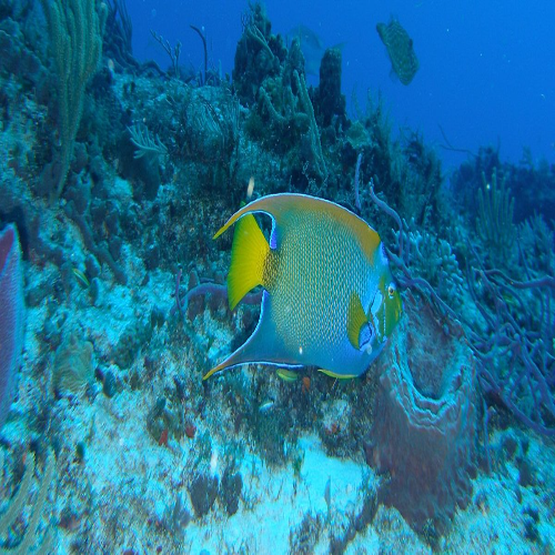 San Francisco Reef Cozumel Dive Site dive site in Cozumel, Mexico — underwater reef photo
