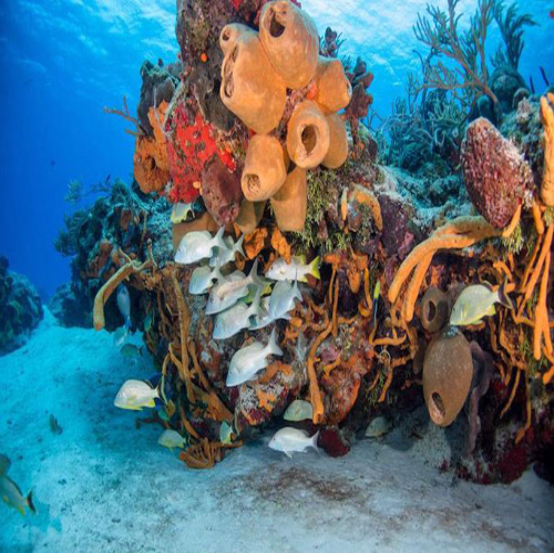 Tube sponges and reef fish, Cozumel