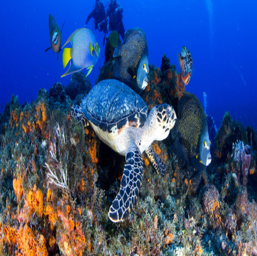 Hawksbill turtle with angelfish, Cozumel