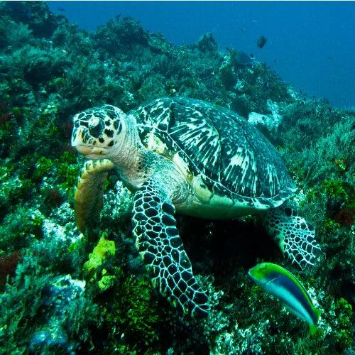 San Juan — underwater reef photo, Cozumel