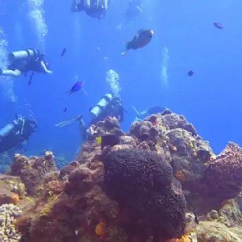 Scuba divers in black gear exploring a vibrant coral reef with colorful fish swimming nearby