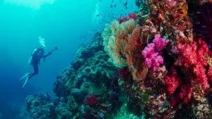 SSI Nudibranch Ecology Course in Cozumel — scuba training in Cozumel, Mexico