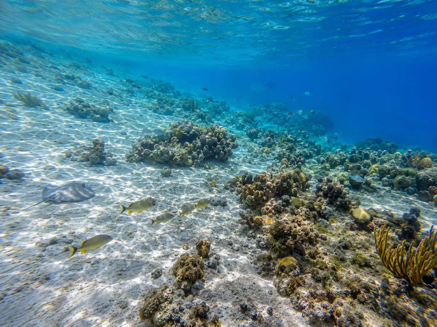 Tikkila Shallow Reef Cozumel: Complete Dive Site Guide dive site in Cozumel, Mexico — underwater reef photo