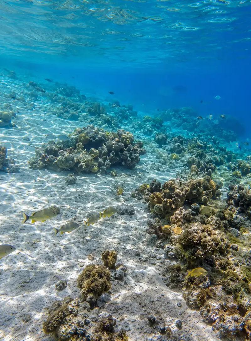 Tikkila Shallow Reef Cozumel: Complete Dive Site Guide