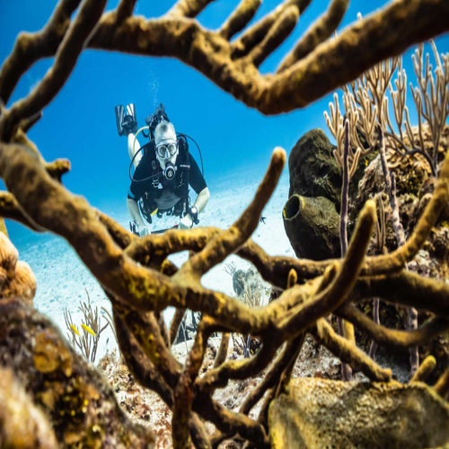 Diver framed by sea rods, Cozumel