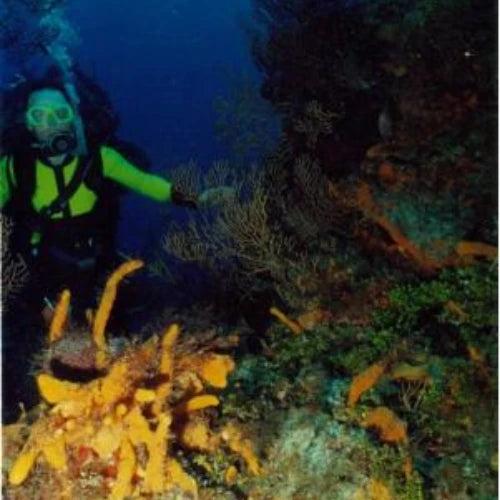 Tormentos Reef Cozumel Dive Site dive site in Cozumel, Mexico — underwater reef photo