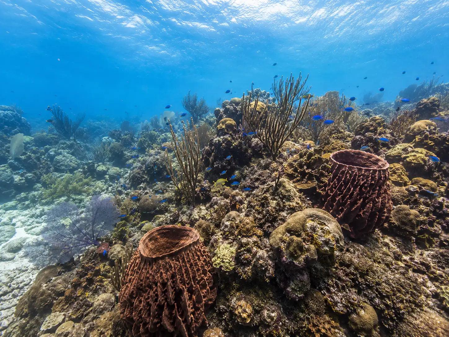 Two giant barrel sponges on a Cozumel wall, showing the rough exterior and open central cavity