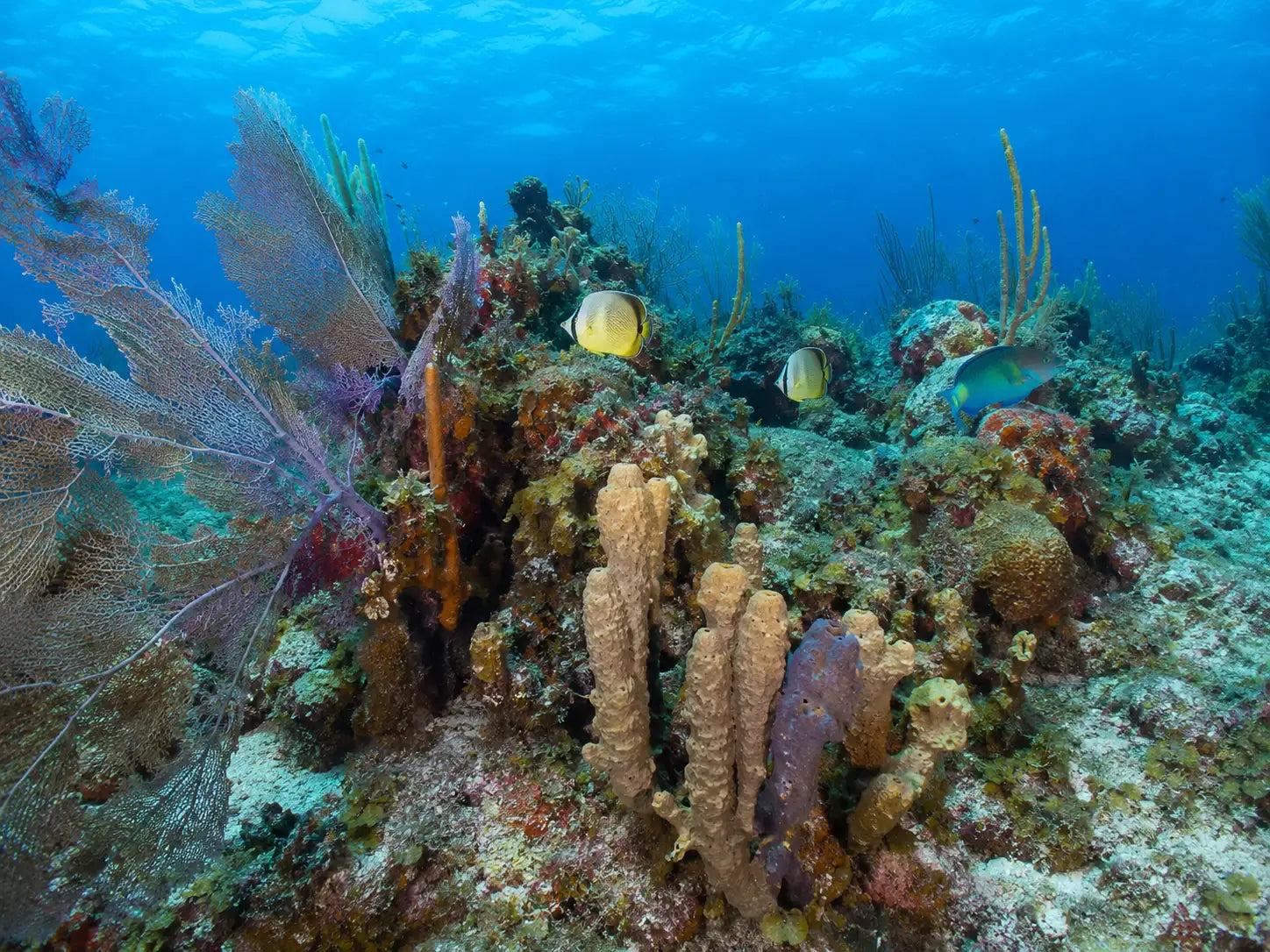 A Cozumel reef with schooling fish and coral