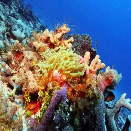 Vibrant coral reef with branching pink and yellow corals, purple sea fans, and colorful marine life against a deep blue ocean backdrop