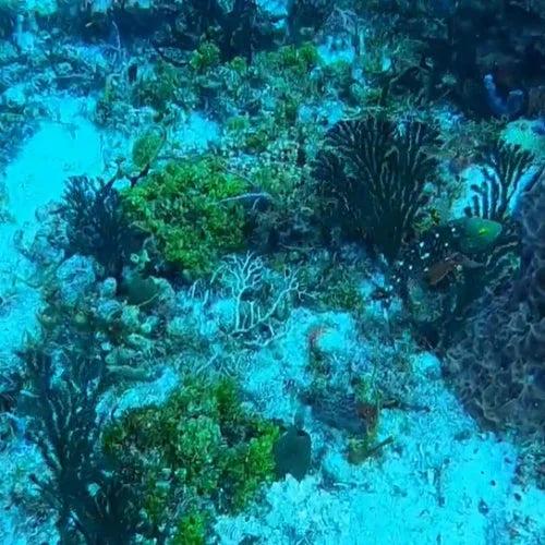 Villa Blanca Wall — underwater reef photo, Cozumel