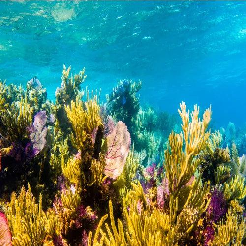 Villa Blanca Wall Dive Site – Cozumel dive site in Cozumel, Mexico — underwater reef photo — gallery photo