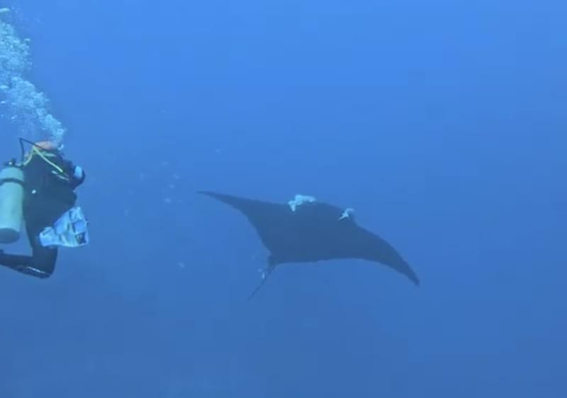 Ana Isabel diving alongside a large ray