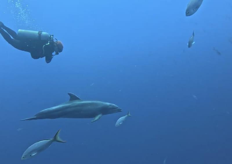 Ana Isabel diving with dolphins passing below