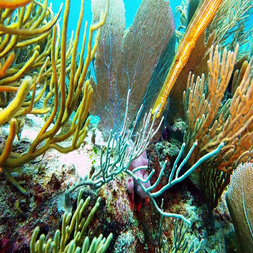 Sea fans and sea rods, Cozumel