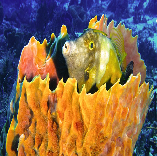 Fish sheltering in a barrel sponge, Cozumel