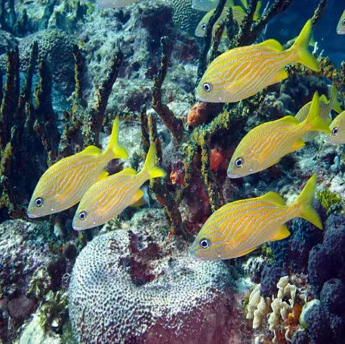 Yellow House Reef Cozumel Dive Site